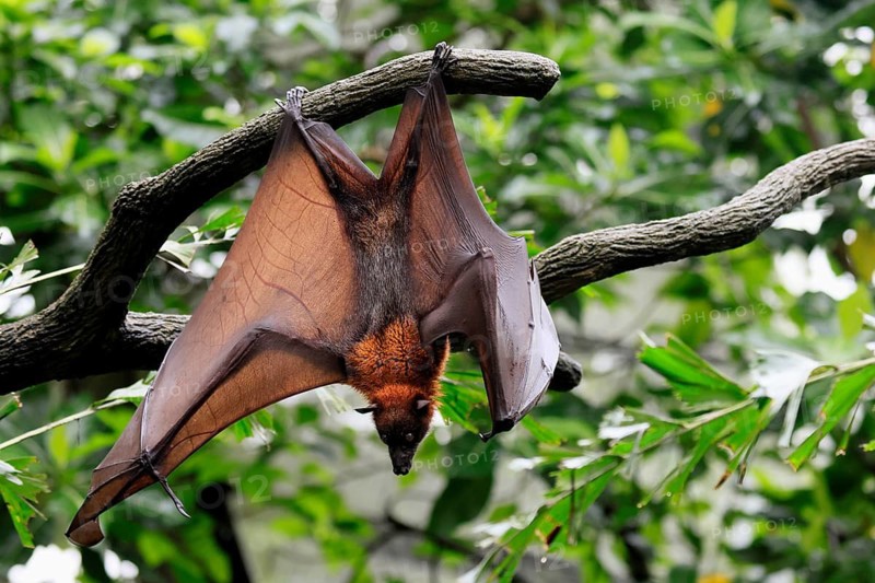 Kalong flying fox (Pteropus vampyrus), adult, in sleeping tree, during the day, alert, Singapore, Southeast Asia