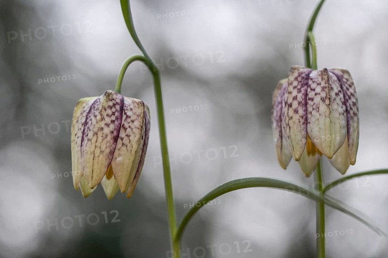 Snake's Head Fritillary (Fritillaria meleagris), Emsland, Lower Saxony, Germany