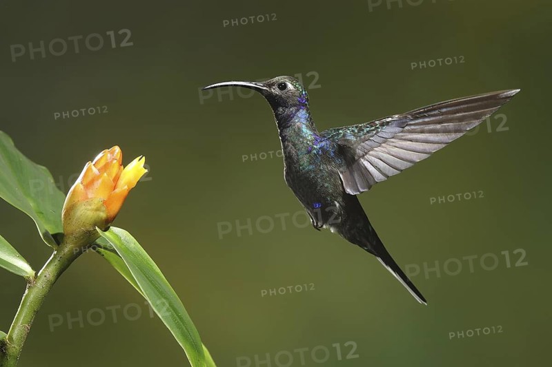 Violet Sabrewing (Campylopterus hemileucurus) female flying while feeding at a flower, Bosque de Paz, Costa Rica
