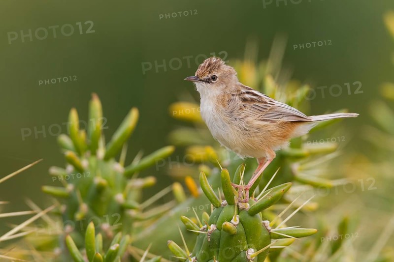 Zitting Cisticola - Zistensänger - Cisticola juncidis ssp. cisticola, Morocco