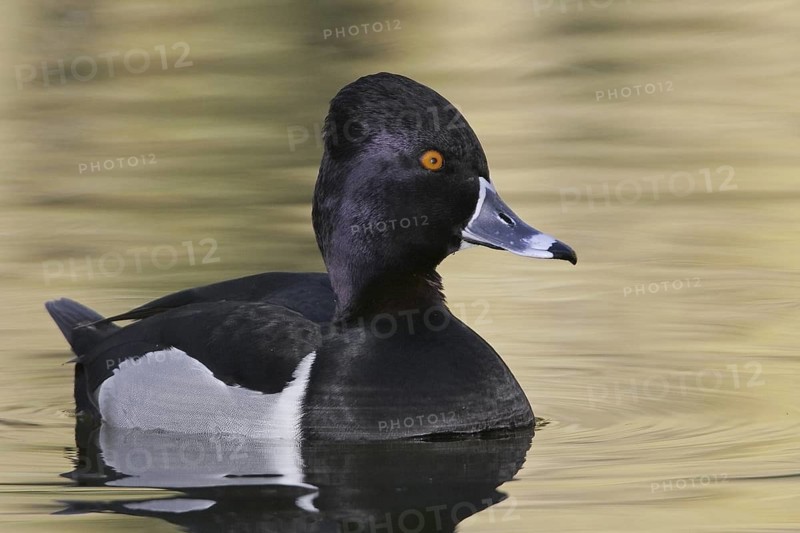 Ring-necked Duck (Aythya collaris) male, Arizona, USA