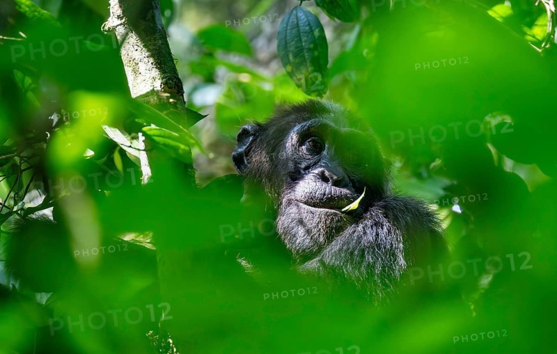 Chimpanzee (Pan Troglodytes), adult male in a tree between leaves, Murchison Falls National Park, Uganda
