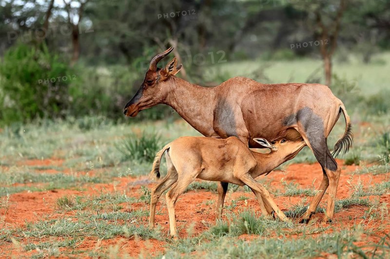 Tsessebe (Damaliscus lunatus), lyrebird, crescent moon antelope, adult, female, juvenile, suckling, Mokala National Park, Northern Cape, South Africa
