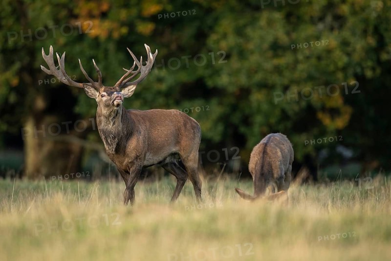 Red deer (Cervus elaphus) with heavy antlers in rut, Klamptenborg, Copenhagen, Denmark