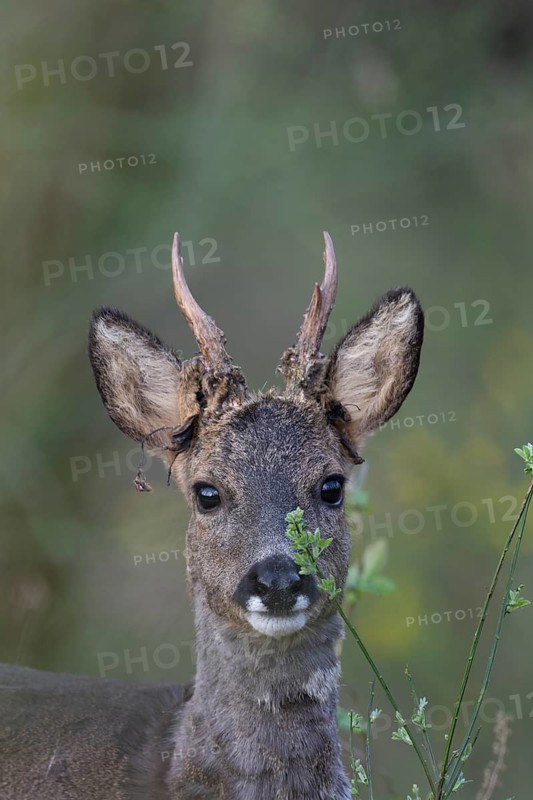 Roebuck in spring, Bitburg, Rhineland-Palatinate, Germany