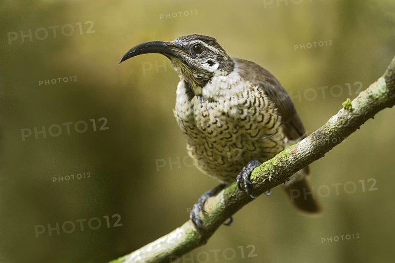 Paradise Riflebird (Ptiloris paradiseus) female, Queensland, Australia