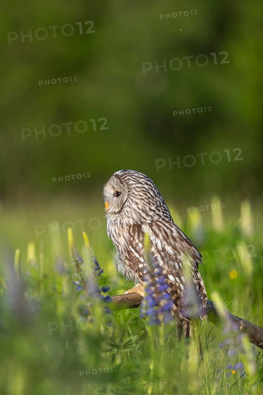 One Ural owl (Strix uralensis) sitting on a branch lying in a field of flowering lupines in late evening light