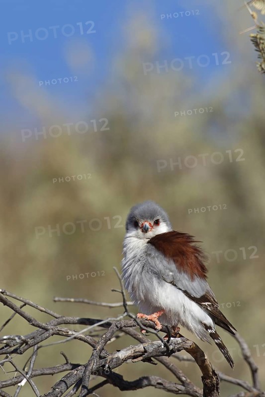 Pygmy Falcon (Polihierax semitorquatus) female, Northern Cape, South Africa