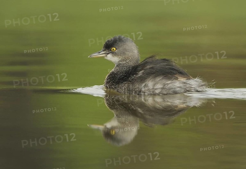 Least Grebe (Tachybaptus dominicus), Texas, USA