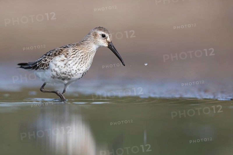 Dunlin (Calidris alpina) foraging, Mecklenburg-Western Pomerania, Germany