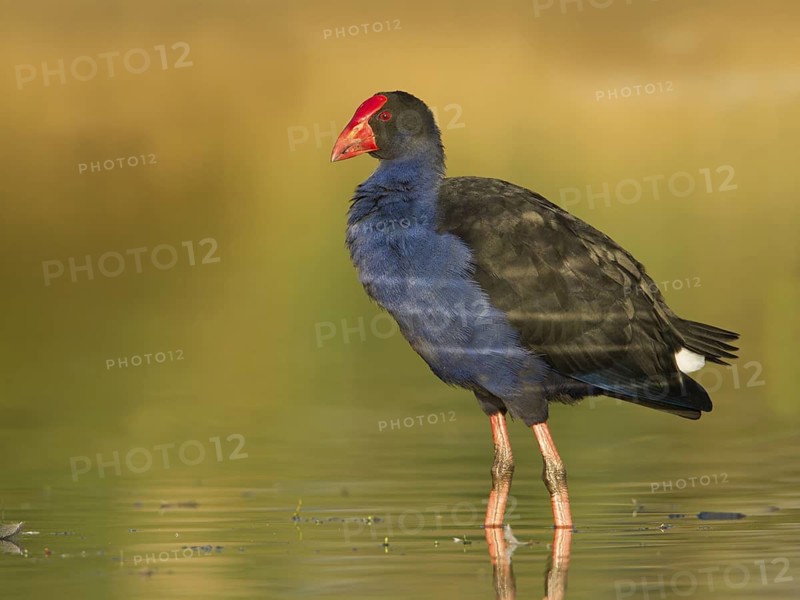 Australasian Swamphen (Porphyrio melanotus melanotus), Victoria, Australia