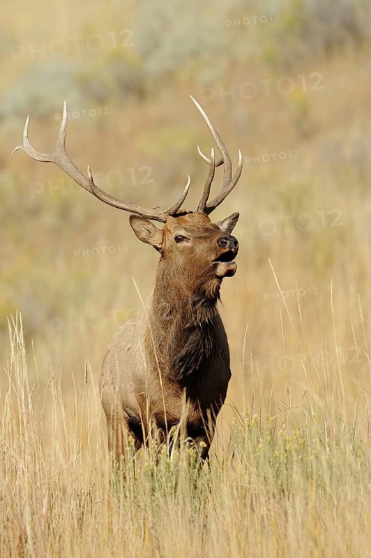 Wapiti (Cervus canadensis, Cervus elaphus canadensis), male, Yellowstone National Park, Wyoming, USA