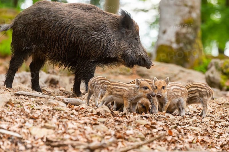 Wild boar (Sus scrofa) mother with her piglets (Squeaker) in a forest, Bavaria, Germany