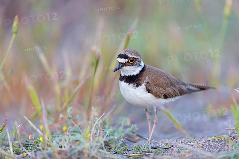 Little Ringed Plover, Little Ringed Plover, (Charadrius dubius), plover family, biotope, foraging, Lesbos, Lesbos Island, Greece