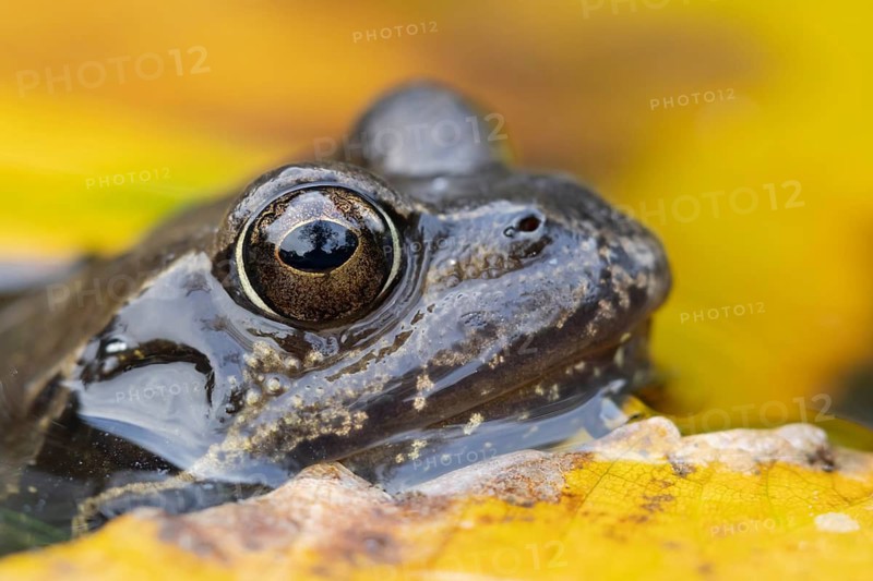 Common frog (Rana temporaria) adult amphibian in a garden pond with fallen autumn leaves on the surface of the water, Suffolk, England, United Kingdom