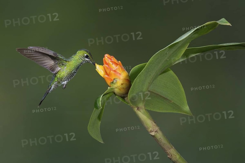 Green-crowned Brilliant (Heliodoxa jacula), Costa Rica