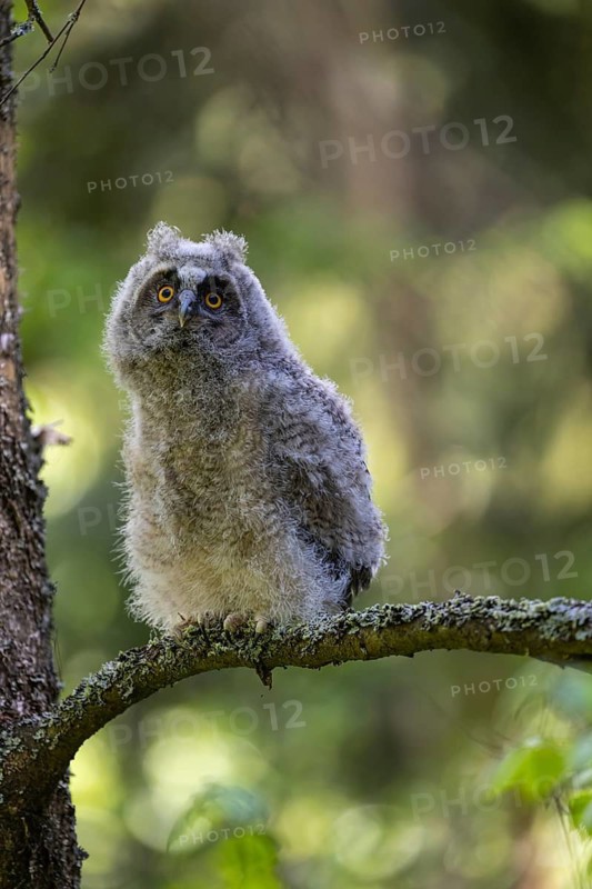 One young long-eared owl (Asio otus), sitting on a branch of a tree. Green vegetation in the background