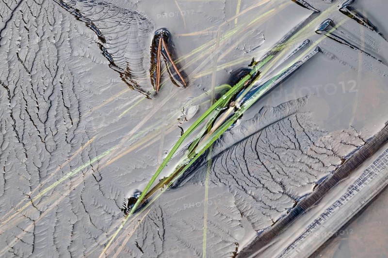 Abstract ice structures and reed stalks, Norrbotten, Lapland, Sweden, September 2024