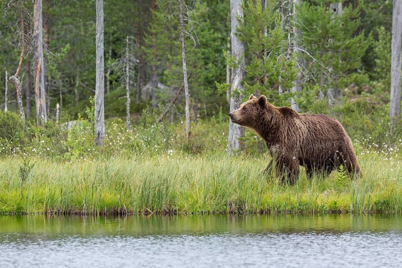 Brown Bear (Ursus arctos), on lake shore, Kainuu, Finland