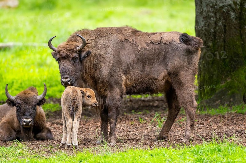 European bison (Bison bonasus) mother with her youngster on a meadow in summer, Bavarian Forest, Germany