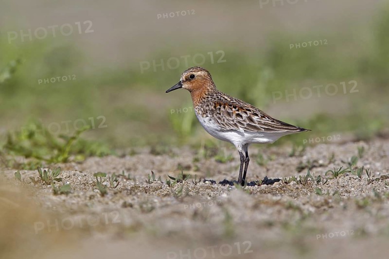 Red-necked Stint (Calidris ruficollis) foraging, Dornod Province, Mongolia