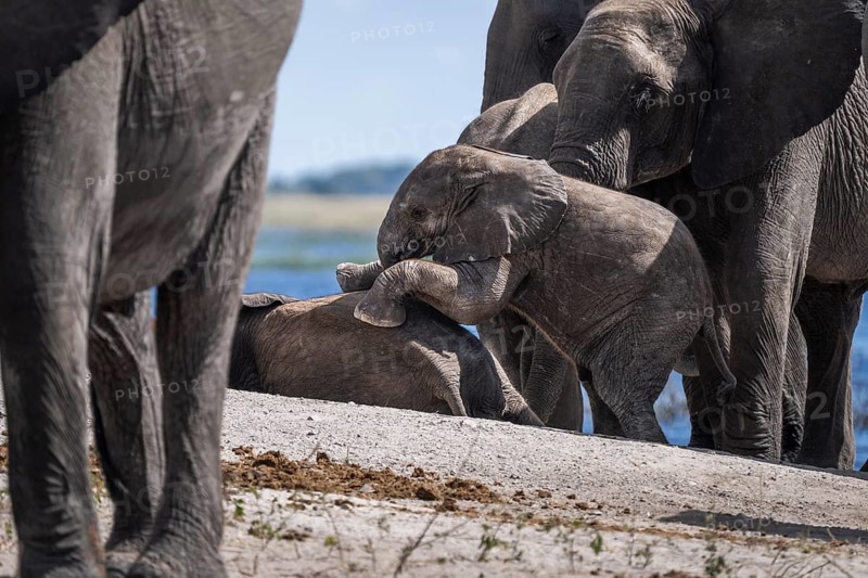 Baby elephant (Loxodonta africana) crawling onto another young elephant surrounded by the elephant herd. Chobe National Park, Botswana
