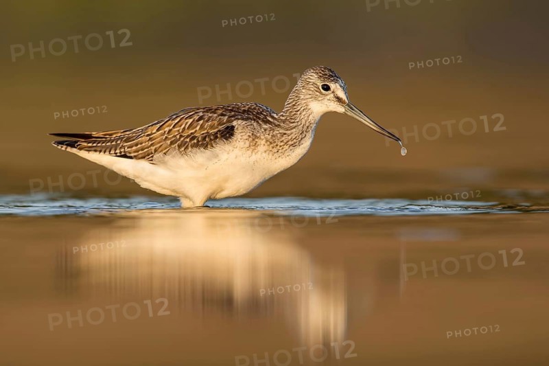 Common Greenshank (Tringa nebularia) foraging, Poland