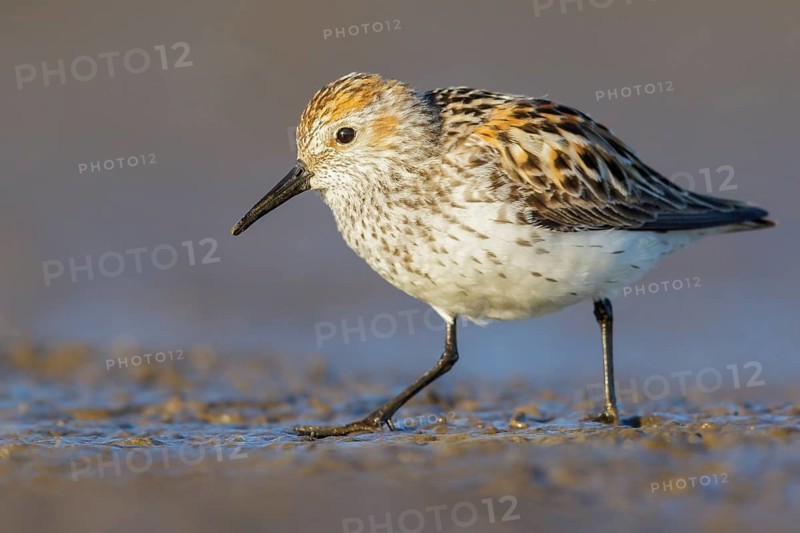 Western Sandpiper (Calidris mauri) feeding along a river in Nome, Alaska