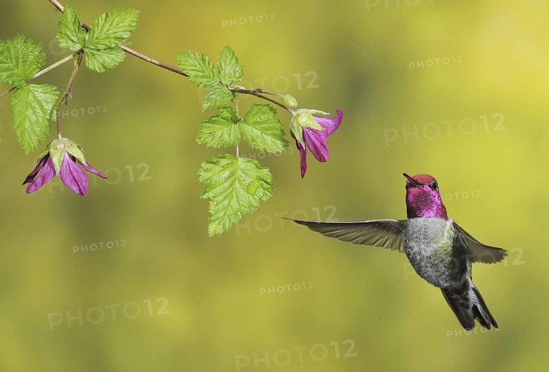 Anna's Hummingbird (Calypte anna), British Columbia, Canada
