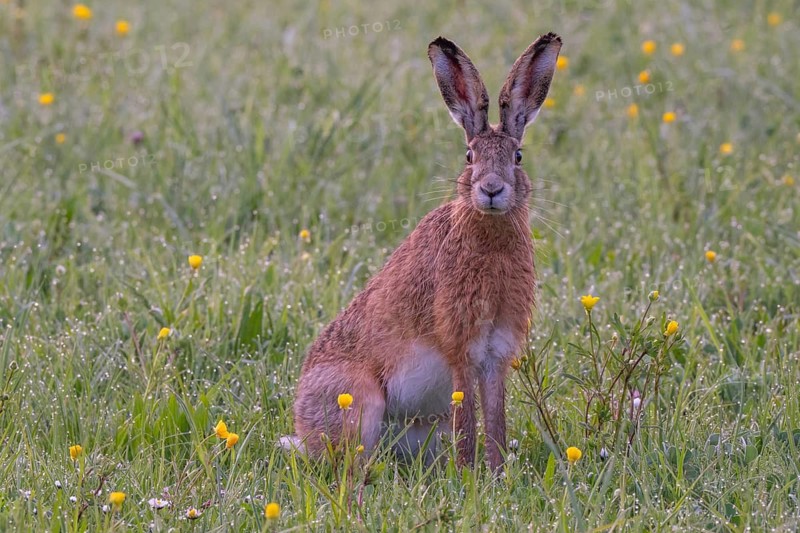 European hare (Lepus europaeus) in wet tall grass, Stuttgart, Rosensteinpark, Baden-Württemberg, Germany