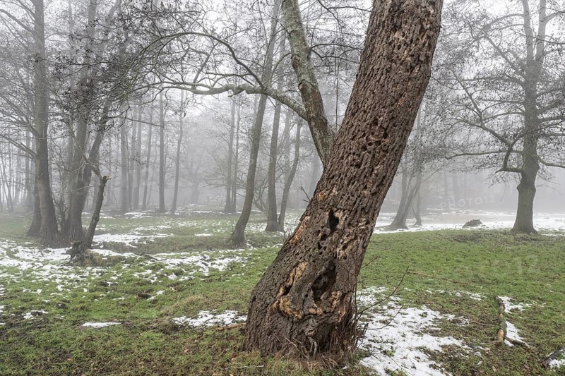 Black alder (Alnus glutinosa) in a misty floodplain landscape, Emsland, Lower Saxony, Germany