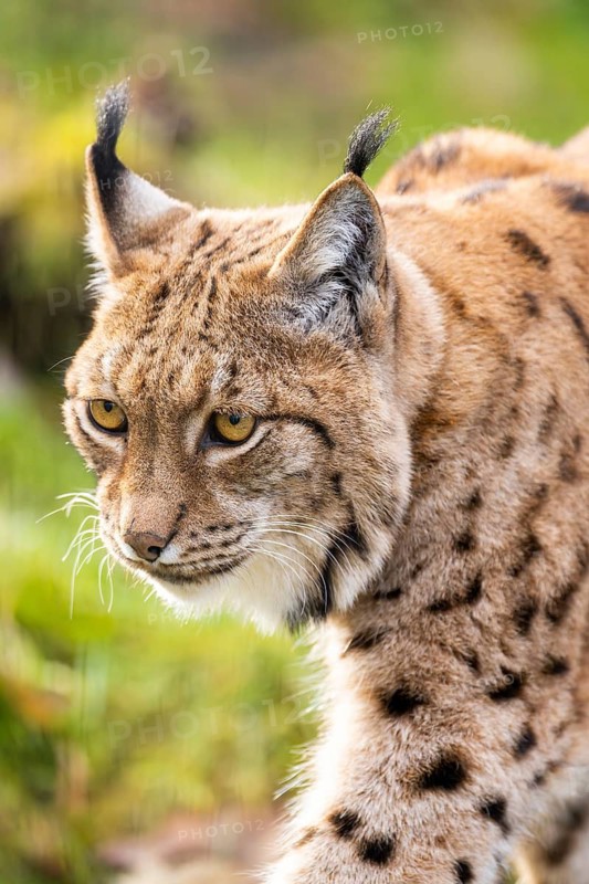 Eurasian lynx (Lynx lynx), in a forest, captive, Bavaria, Germany