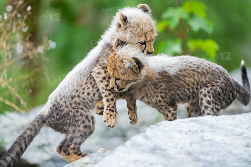 Cheetah (Acinonyx jubatus) youngsters playing with each other, captive, occurrence Africa