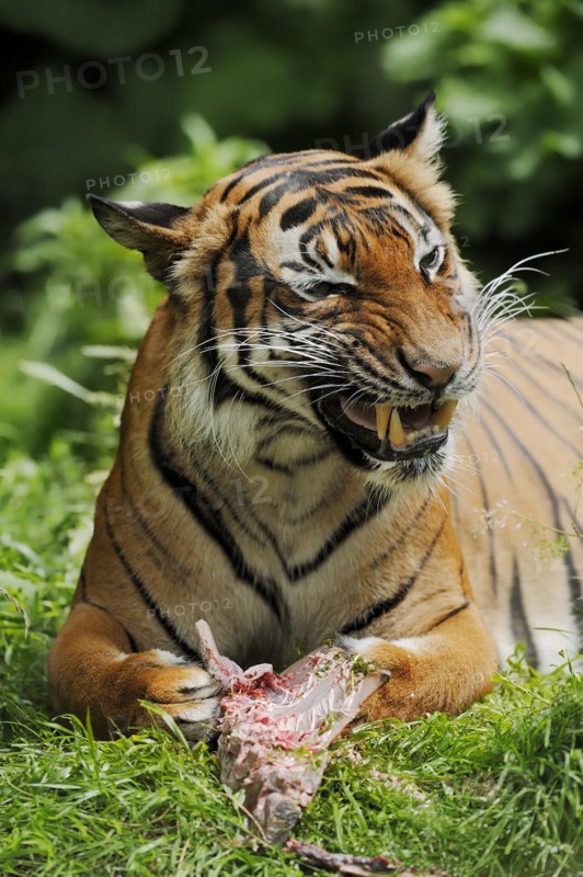 Sumatran tiger (Panthera tigris sumatrae), feeding, captive, occurring on Sumatra, Indonesia