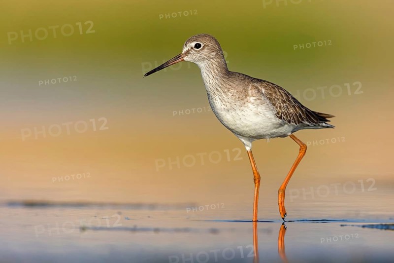 Redshank, (Tringa totanus), Animals, Birds, Snipe family, Raysut, Salalah, Sohar, Oman