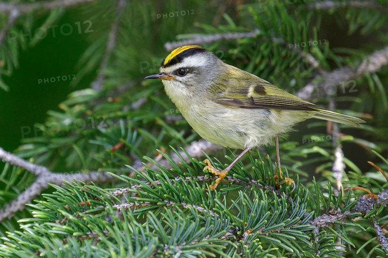 Golden-crowned Kinglet (Regulus satrapa) perched on a branch in Seward, Alaska