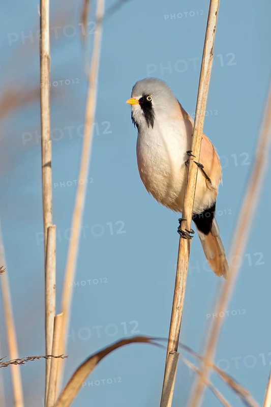 Bearded Reedling (Panurus biarmicus) male, Saxony-Anhalt, Germany