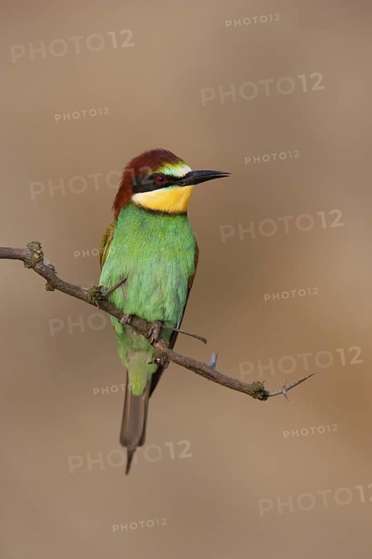 European Bee-eater (Merops apiaster), Lake Neusiedl, Austria