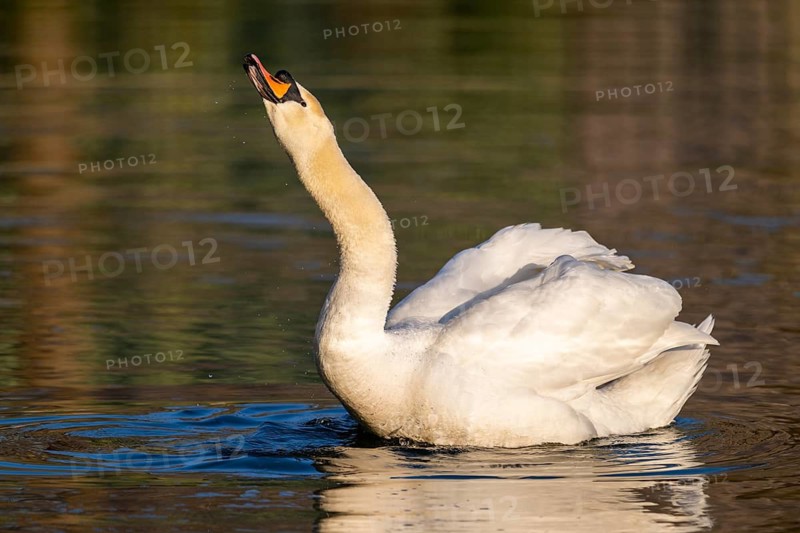 Mute swan (Cygnus olor) swimming on a lake, Bavaria, Germany