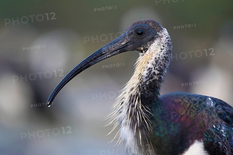 Straw-necked Ibis (Threskiornis spinicollis), Victoria, Australia