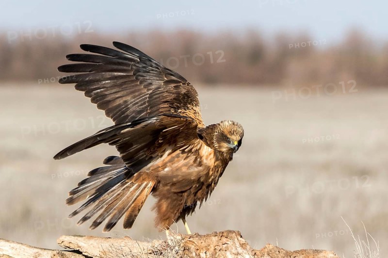 Western Marsh Harrier (Circus aeruginosus) male perched on a stump, Castile-La Mancha, Spain
