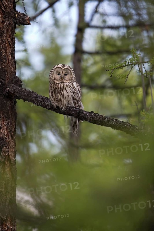 Ural Owl (Strix uralensis yenisseensis) perched in tree, Lake Khuvsgul, Mongolia