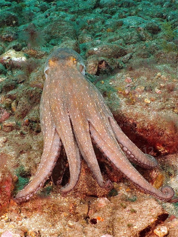 Common Octopus (Octopus vulgaris)