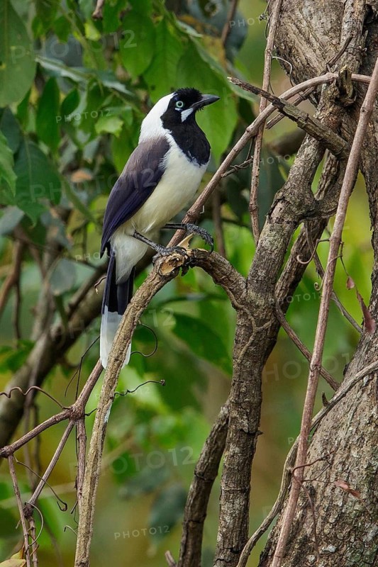 Cayenne Jay (Cyanocorax cayanus) perched on a branch in the grasslands of Guyana