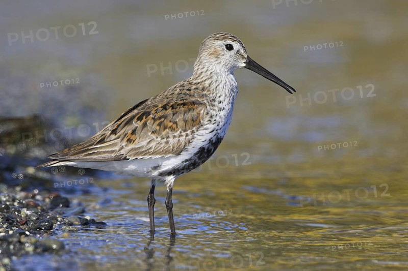 Dunlin (Calidris alpina), British Columbia, Canada