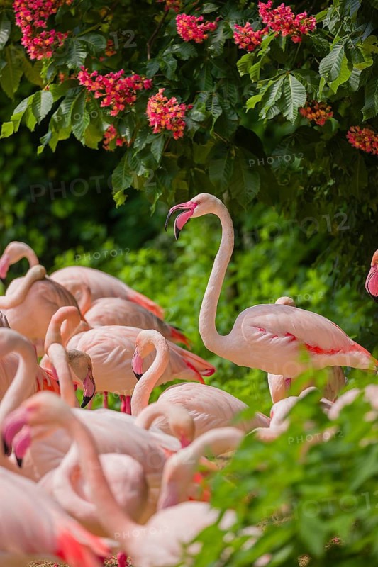 A colony of greater flamingo (Phoenicopterus roseus) stand under a blooming red horse-chestnuttree, Aesculus x carnea
