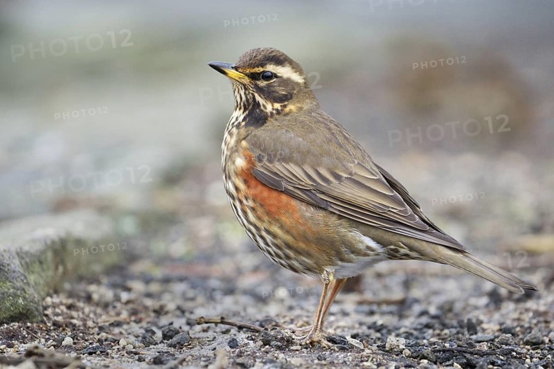 Redwing (Turdus iliacus), Iceland