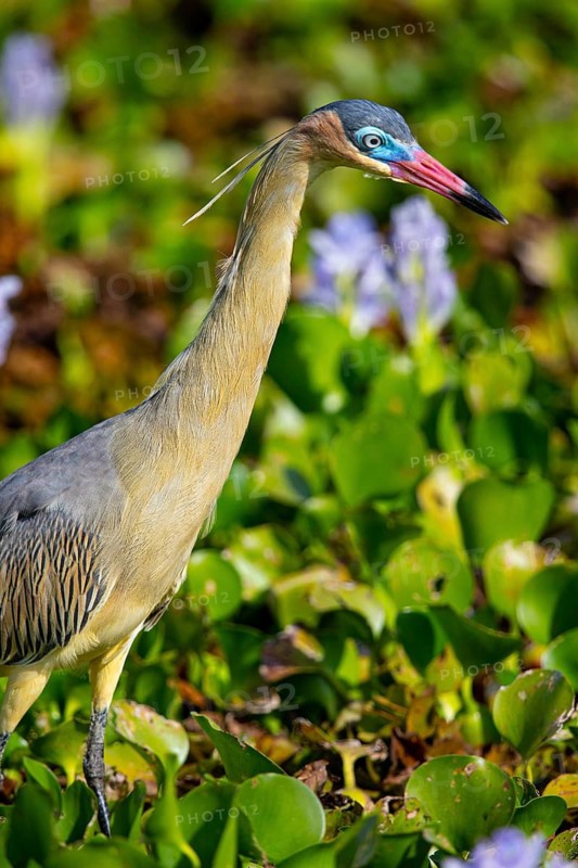 Whistling heron (Syrigma sibilatrix) Pantanal Brazil