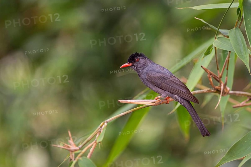 China-Rotschnabelbülbül (Hypsipetes leucocephalus) im Regenwald von Sri Lank