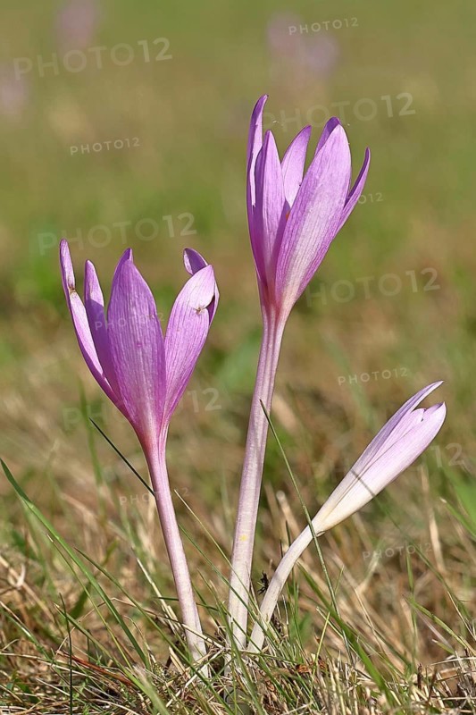 Autumn crocus (Colchicum autumnale), half-opened flowers in a meadow, endangered, protected poisonous plant species, native nature, wet meadow, autumn messenger, season, autumn, bulbous plant, poisonous plant, Wilnsdorf, North Rhine-Westphalia, Germany
